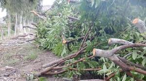 پلیس درحال پیگیری پرونده تخریب باغ در روستای ننله سنندج است