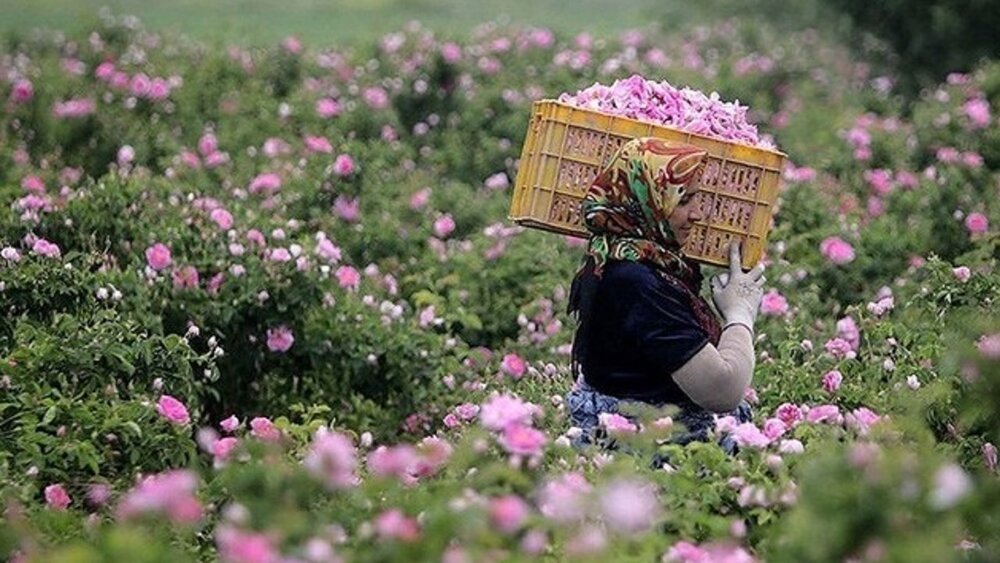 پیش‌بینی برداشت بیش از ۳۶۰ تن گل‌محمدی از مزارع کردستان