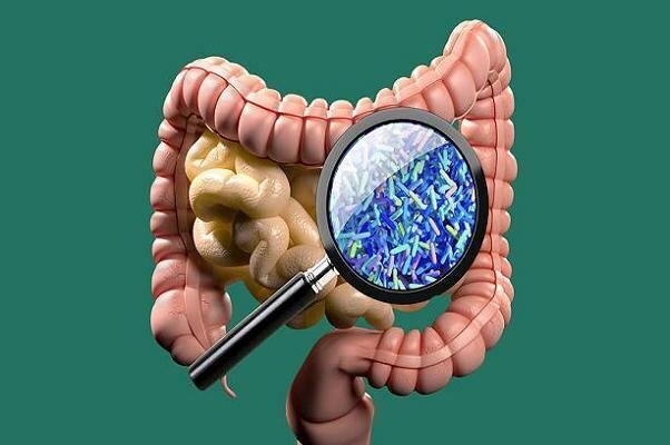 ویروس های روده به افزایش طول عمر افراد کمک می کنند