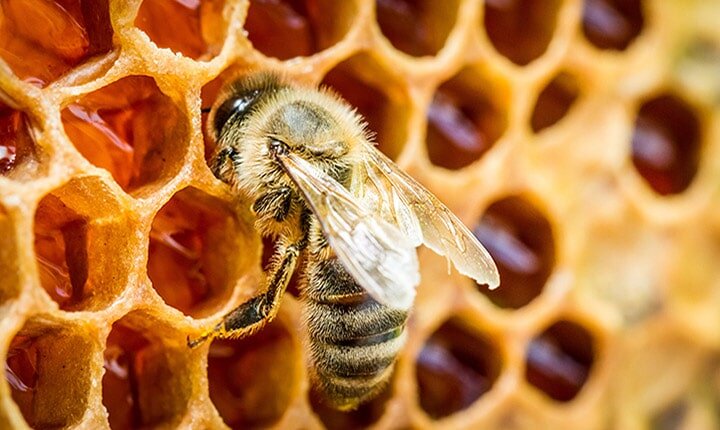 تولید سالیانه ۱۰۰تن عسل در زنبورستان های لامرد