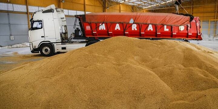 بیش از ۹۲ هزار گندم فاقد مجوز فروش در ایجرود  توقیف شد