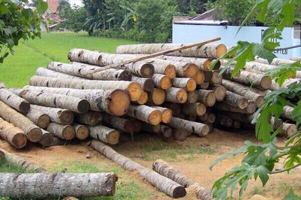 اجرای طرح زراعت چوب در ۱۷۶ هکتار از مراتع جنوب کرمان