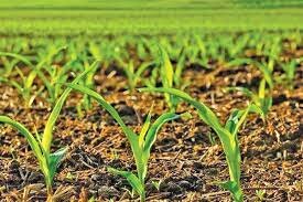 اجرای طرح اصلاح الگوی کشت در پاسارگاد