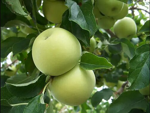 برداشت ۲۶۰ تن سیب تابستانه در بیضا