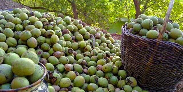 نخستین جشنواره ملی گردو در شهرستان بانه برگزار می‌شود