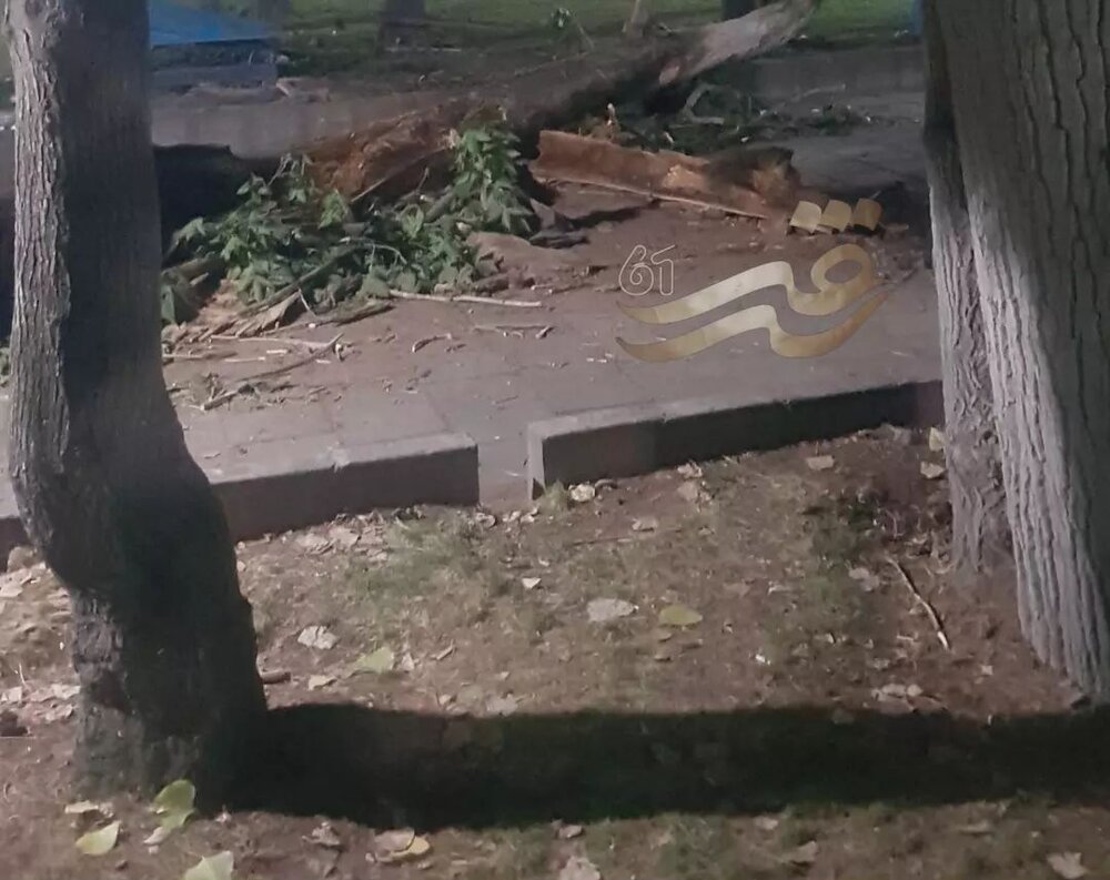 سقوط درخت منجر به فوت یک شهروند سقزی شد 