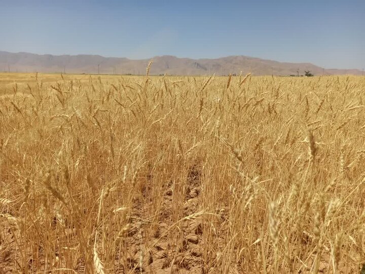 افزایش تولید گندم در 144 هزار هکتار دیمزار های فارس