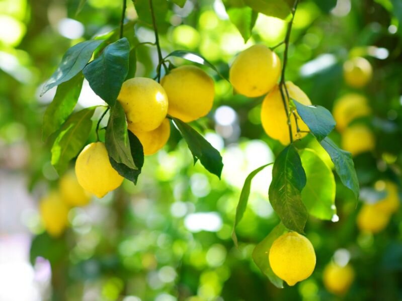 برداشت بیش از ۵۴ هزار تن لیمو ترش از باغات جنوب کرمان