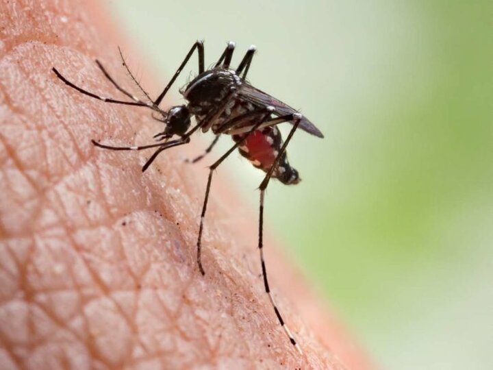 ابتلای ۴۰ نفر به مالاریا در استان کرمان