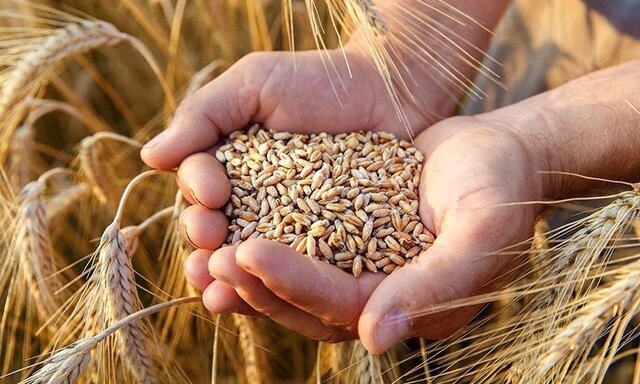 خرید بیش از ۷۰ هزار تن گندم مازاد بر مصرف کشاورزان کرمان