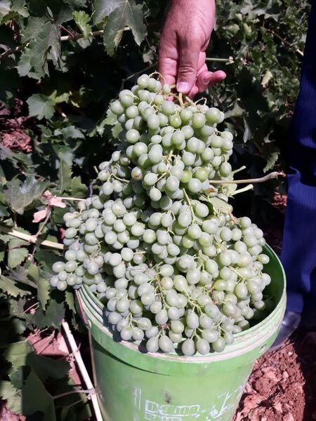 آغاز غوره چینی از تاکستان‌های سپیدان