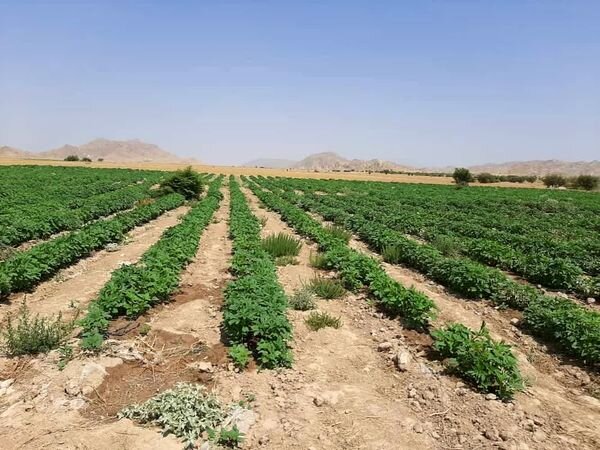 افزایش 60 درصدی کشت کنجد در کازرون