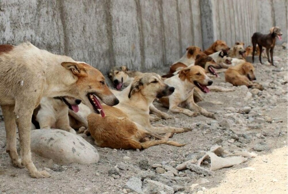 سگ‌های ولگرد بلای جان مردم و حیات وحش