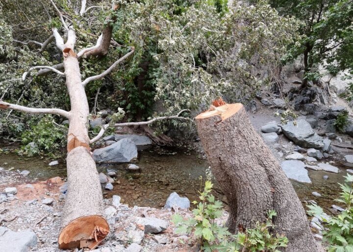 احضار مسئولان به دادسرا در پی قطع درخت کهنسال در جیرفت