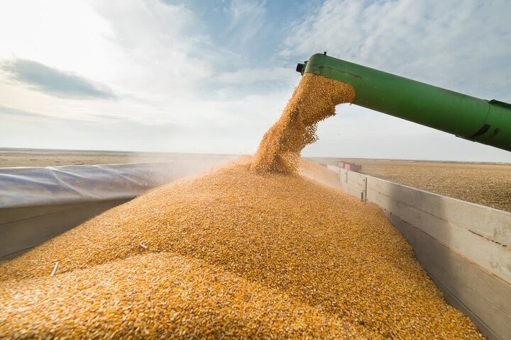 افزایش ۵۵ درصدی خرید گندم در استان کرمان