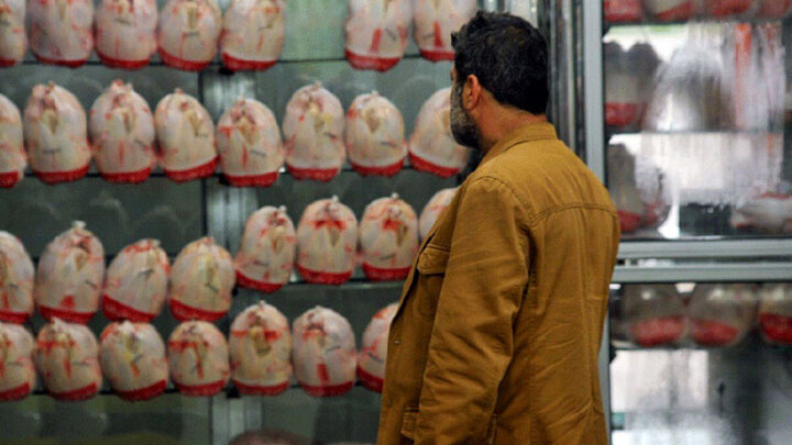 خرید گوشت مرغ بدون هیچ محدودیتی ادامه دارد| تامین نهاده‌های مورد نیاز مرغداران