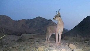 "گربه کاراکال" در قاب دوربین محیط بانان سیرجانی مشاهده شد