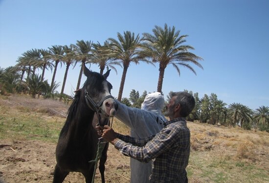 خونگیری ۴۲۰ راس اسب برای پایش بیماری مشمشه در کرمان