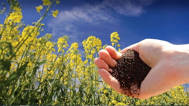 ۴ هزار هکتار از مزارع کردستان زیر کشت کلزا قرار می گیرد