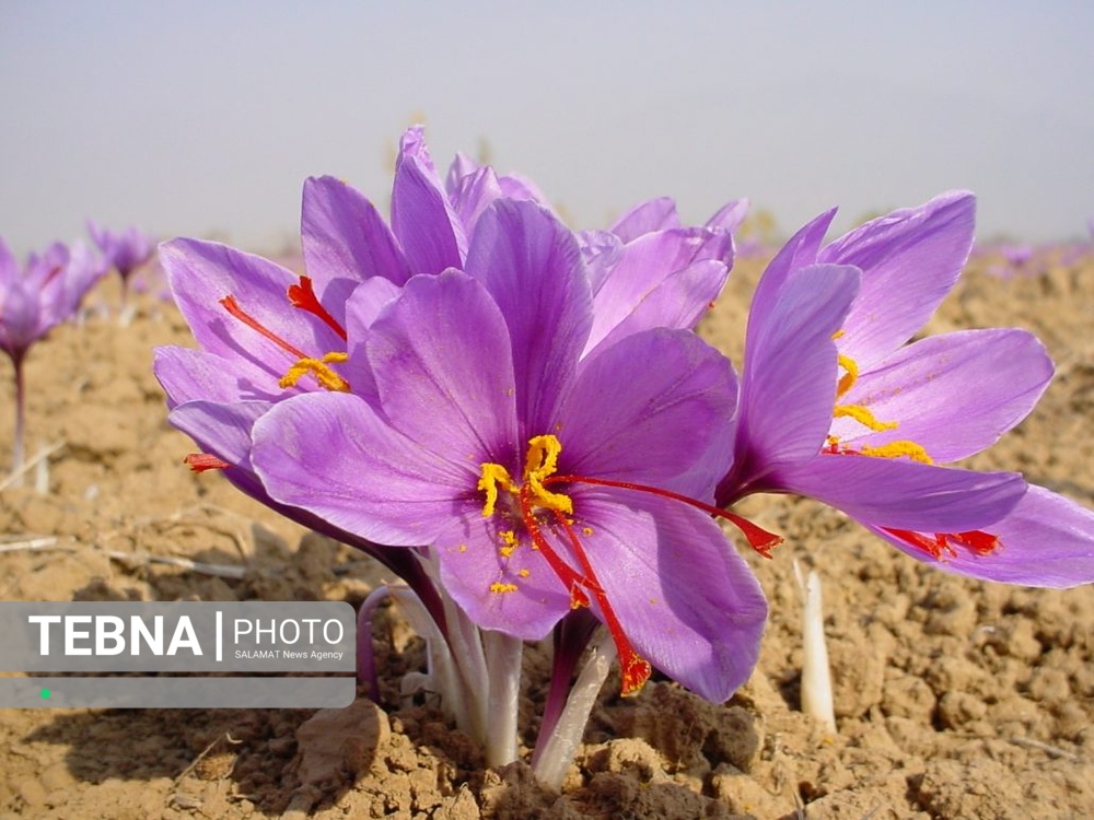 خواص زعفران برای کمک به تسکین علائم افسردگی