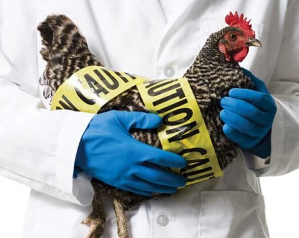 مراقب آنفلوآنزای فوق حاد طیور باشید