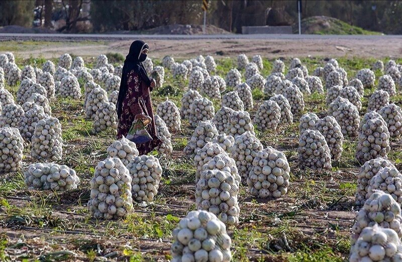 ۷ هزار و ۵۰۰ هکتار؛ هدف گذاری کشت پیاز در جنوب کرمان