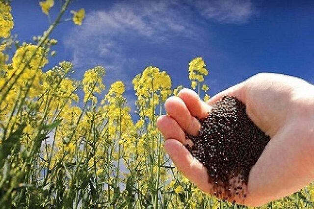 بیش از 6 تن بذر گیاهان مرتعی در کردستان توزیع شد