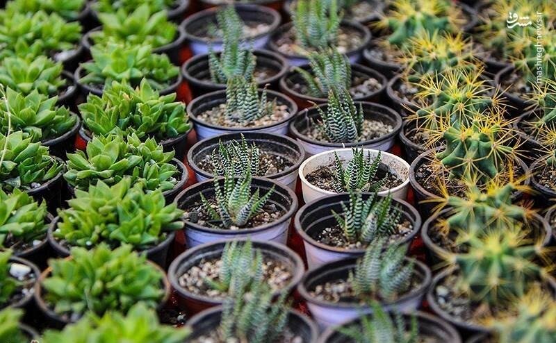 افتتاح دومین نمایشگاه خدمات شهری و گل و گیاه در کرمان