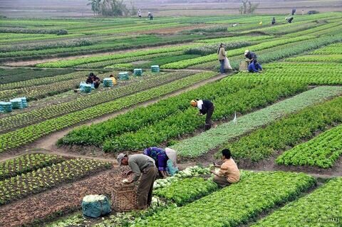 اعزام ۸۰ کاروان  ترویجی الگوی کشت به روستاهای کردستان