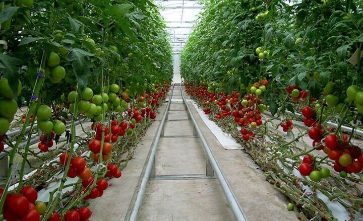 کشت بالغ بر ۲هزار و ۷۰۰ هکتار محصولات گلخانه ای در جنوب کرمان