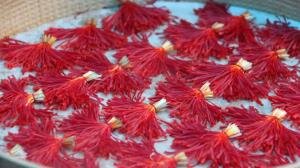 برگزاری نخستین جشنواره طلای سرخ در راویز رفسنجان