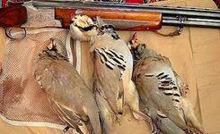 شکارچیان کبک در شهرستان بیجار دستگیر شدند