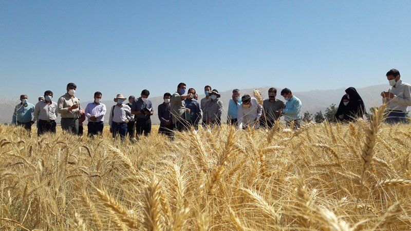 برگزاری جشن گندم و انگور در بیجار