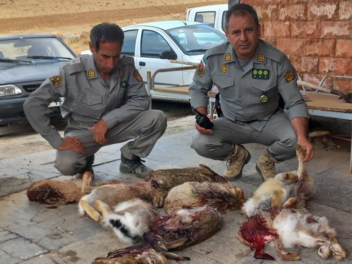 دستگیری چهار شکارچی خرگوش در مناطق تحت مدیریت سقز