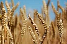 افزایش ۳.۶ میلیون تنی تولید گندم در کردستان
