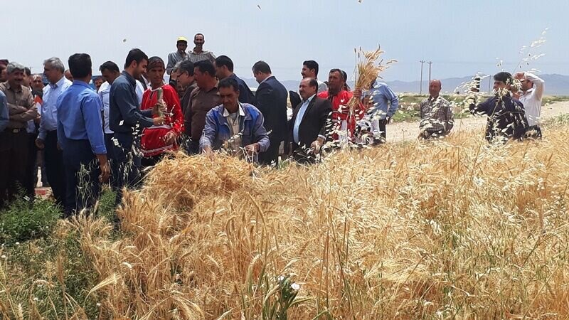 جشن شکرگذاری گندم در بیجار برگزار شد