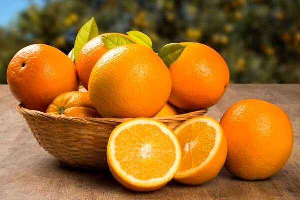 برداشت مرکبات از باغ های جهرم