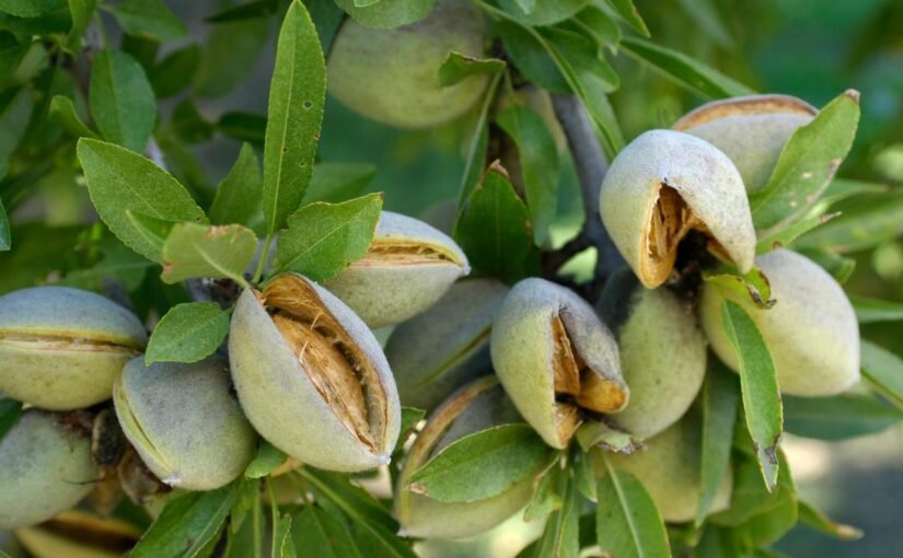 برگزاری پویش ملی کاشت بذر بادام کوهی در سیرجان