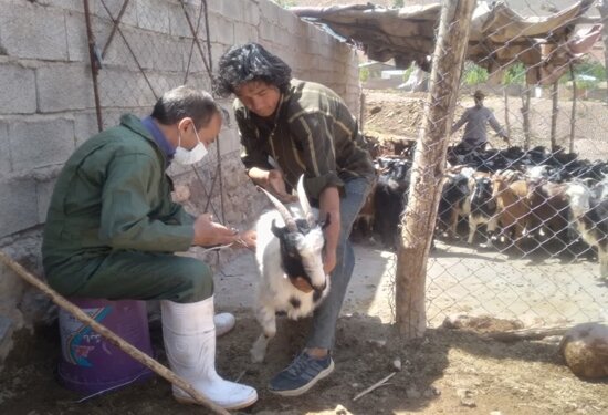 واکسیناسیون بیش از ۱۳۴ هزار راس دام سبک در کرمان