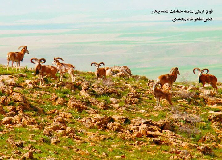 شناسایی بیش از ۲۷۰۰ گونه جانوری و گیاهی بومی در کردستان