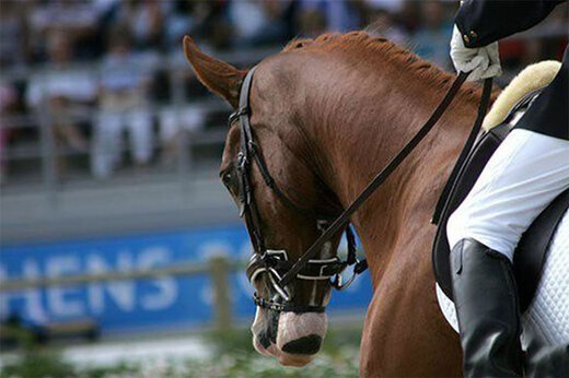 کسب عنوان سوم تیمی کمانگیری بر روی اسب به نام  ایران