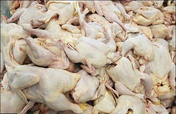 کشف بیش از ۱۸۰۰ قطعه مرغ فاقد مجوز در بیجار