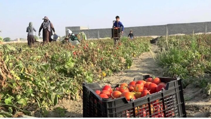 برداشت گوجه فرنگی در شهرستان لامرد