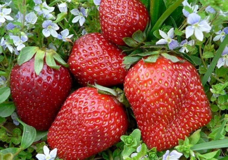 توت فرنگی های جنوب کرمان زینت بخش بازارهای داخلی