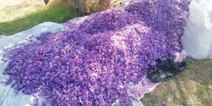 پایان برداشت زعفران در مزارع فسا