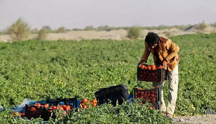 ضرورت کاهش ضایعات محصولات کشاورزی کردستان