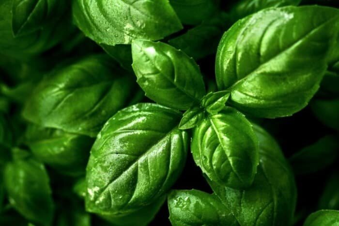 ۲۰ آنتی هیستامین طبیعی و گیاهی