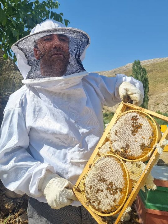 بیش از ۱۸۰۰ تن عسل در کردستان تولید شد
