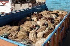 کشف بیش از صد راس گوسفند قاچاق در نی ریز