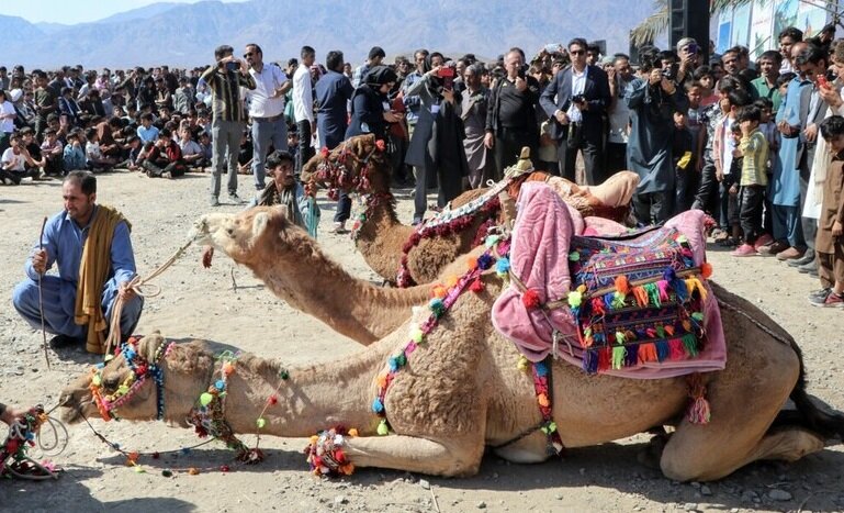 اولین جشنواره ملی شتر در قلعه گنج برگزار شد